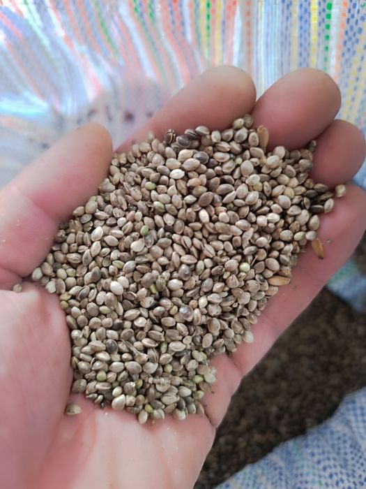 Konopie dla gołębi i ptaków, papuga kanarek .