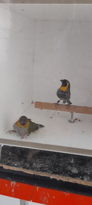 Algumas Aves exóticas