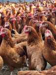 Kury nioski młode z pierwszym jajkiem Rosa Messa Leghorn.Transport ..