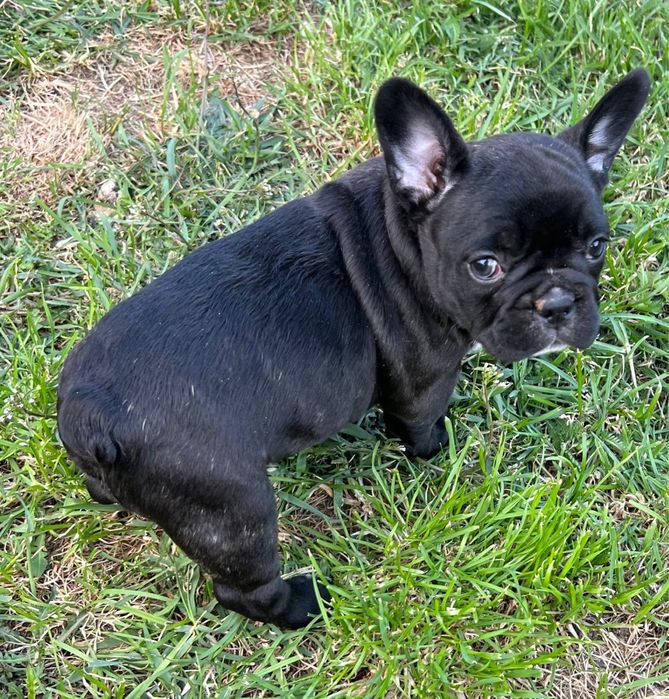 Piękny Buldog Francuski