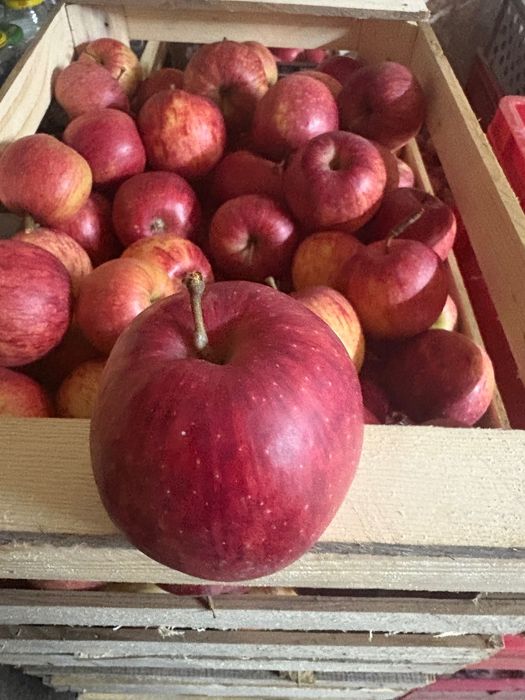 Sprzedam jabłka z własnego sadu
