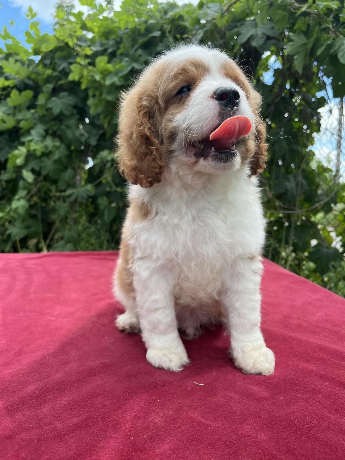Кавапу / Cavapoo
