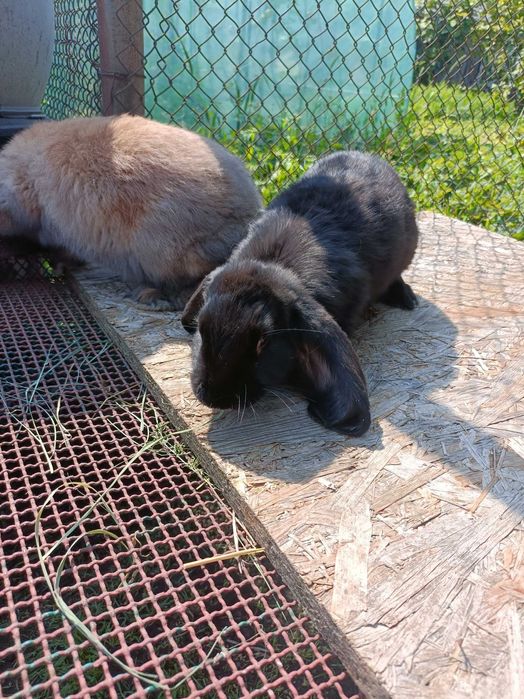 Sprzedam samice barana