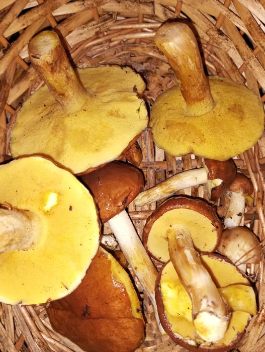 Grzyby świeże suszone prawdziwki kozak koźlarz maślak podgrzybek