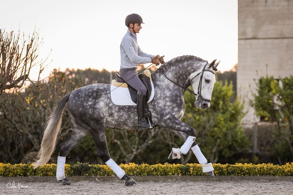 Cobrições  Garanhão Lusitano