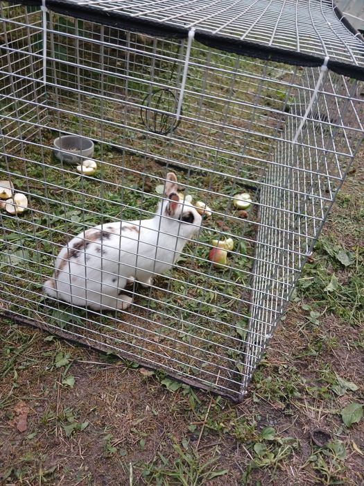 Декоративний кролик