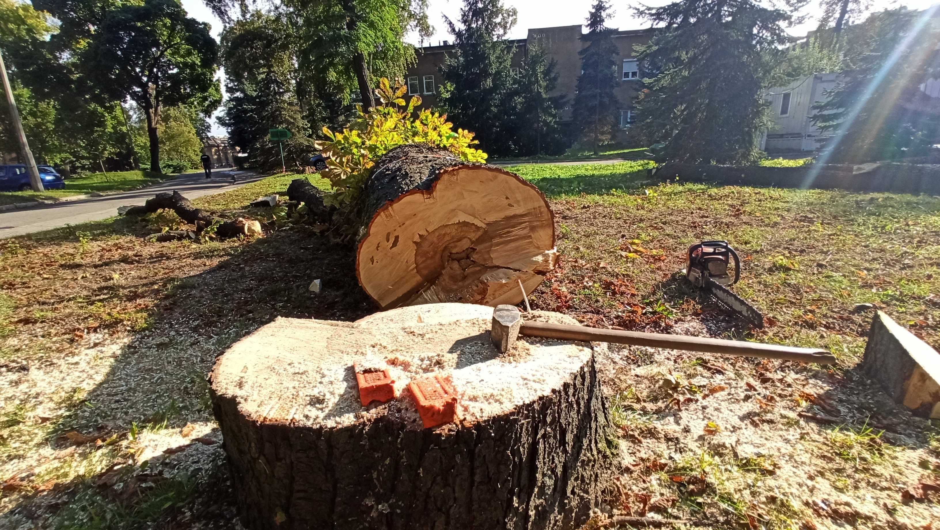 Wycinka drzew, Pielęgnacja drzew, Frezowanie pni, Usługi rębakiem