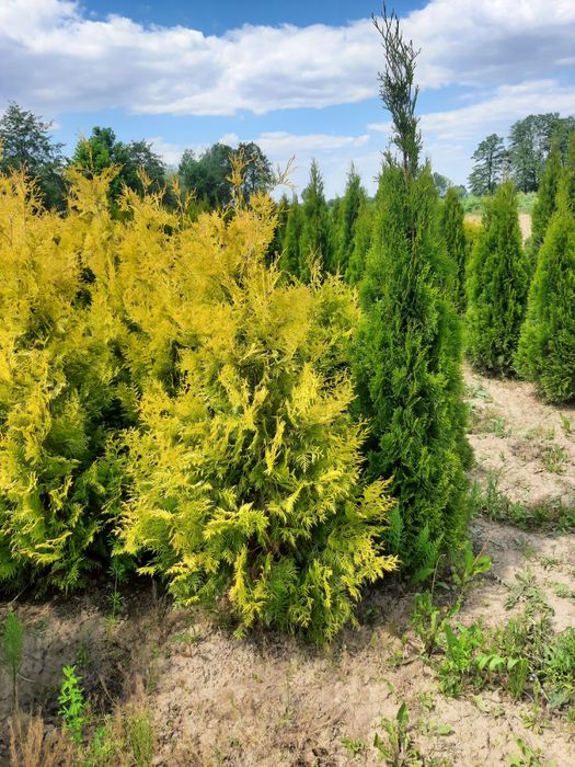 Tuja thuja Europa Gold,Gold globe, Columna
