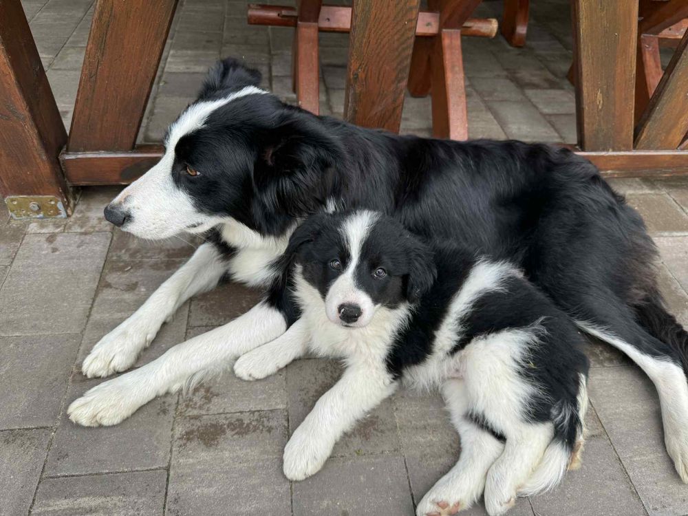 Szczeniak Border Collie gotowy do odbirou