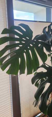 Monstera Monstera