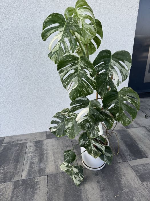 Monstera variegata ukorzeniona