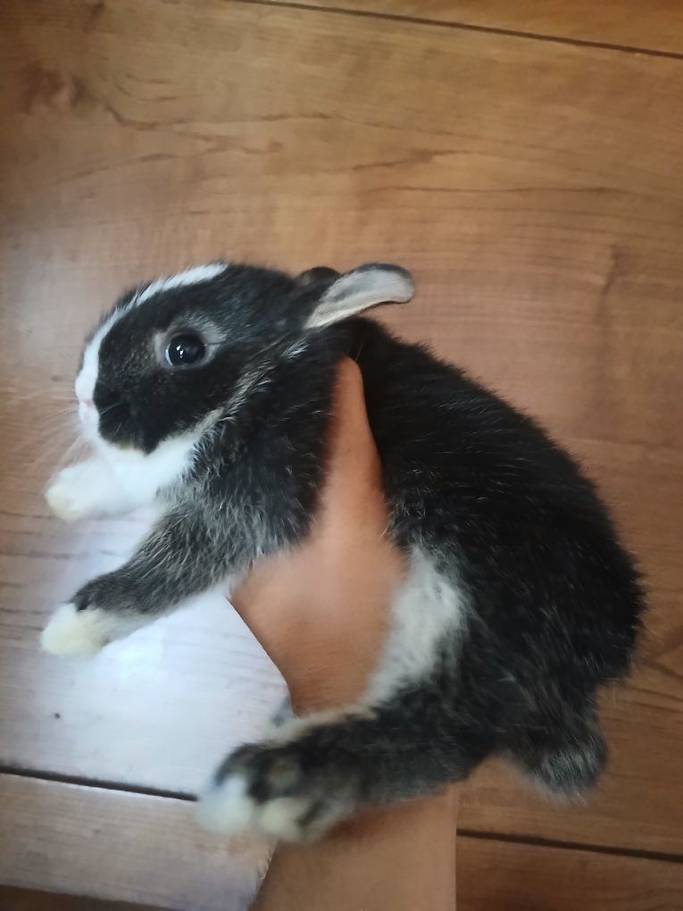 Coelhos anões mini toy holandês