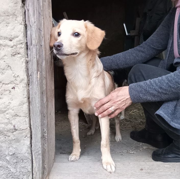 Цуценя (хлопчик)