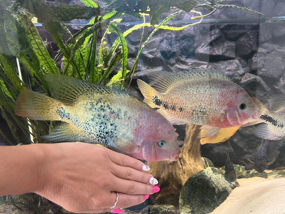 Vieja ryby pielegnica wielobarwna vieja synspila