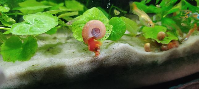 Zatoczek ślimak akwarium