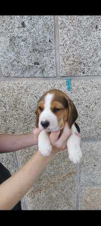 Beagle macho disponível para entrega imediata