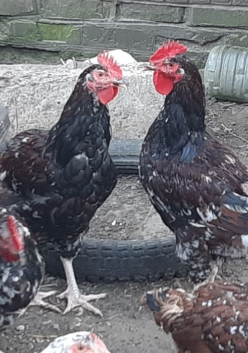 Петухи Ливенская ситцевая, Виандот, Фокси-чик.