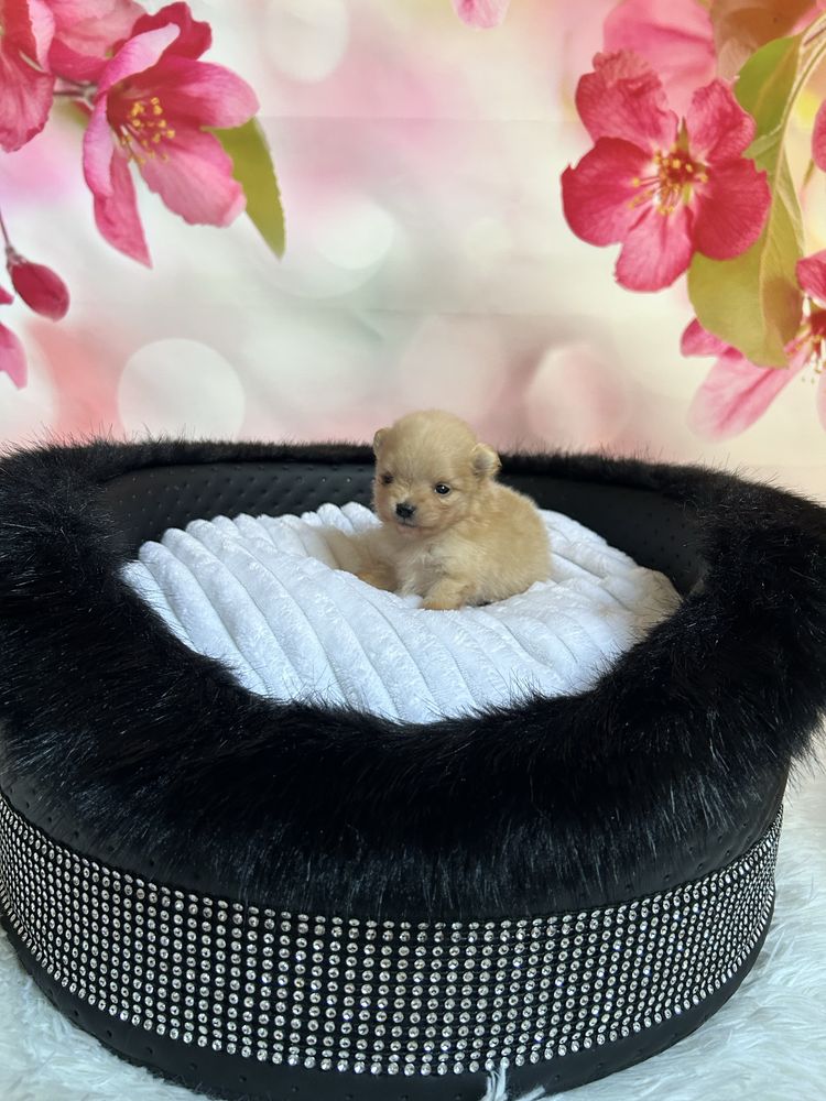 Szpic miniaturowy Pomeranian - do rezerwacji