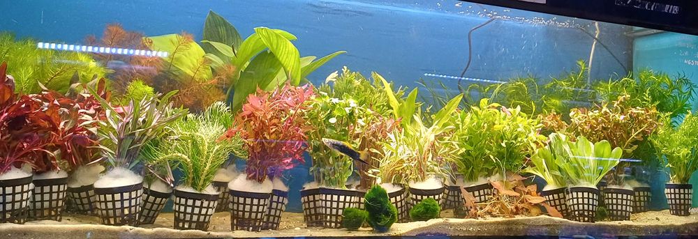 Roślina Akwariowa Doniczka