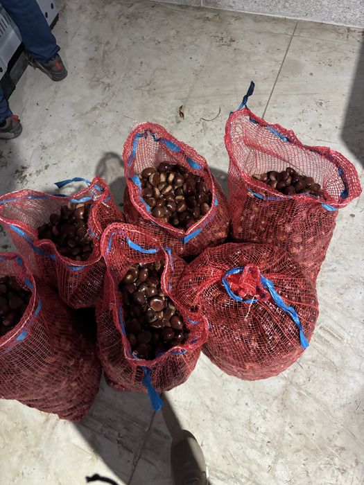 Castanhas de Trás-os-Montes