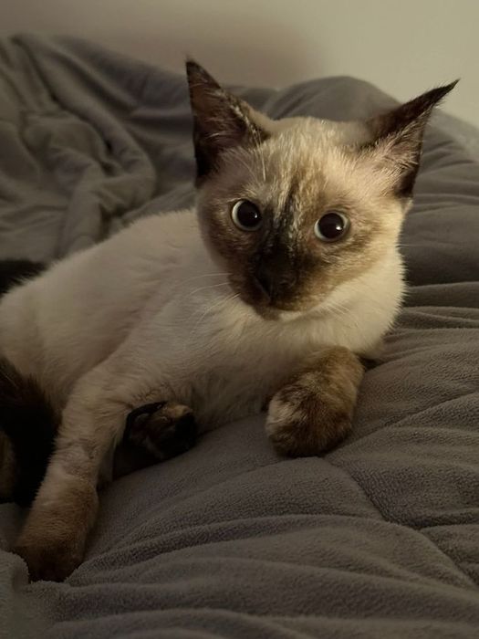 Gatinhos 7/8 meses ADOÇÃO!