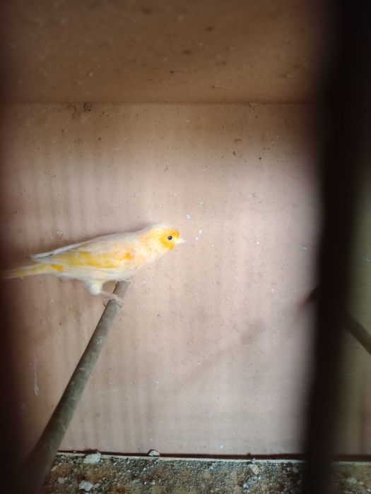 Canários machos 2025 (2 Canárias)