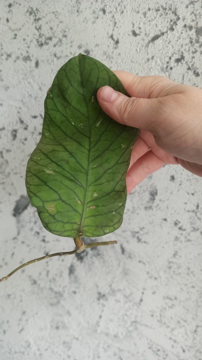 Hoya meredithi ted green - sadzonki