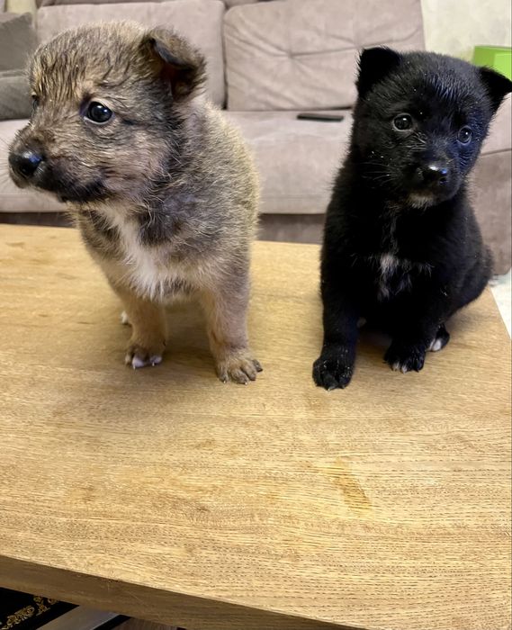 Цуценята від мами західносибірської лайки