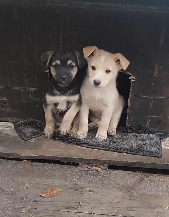 Отдам щенков-мальчиков