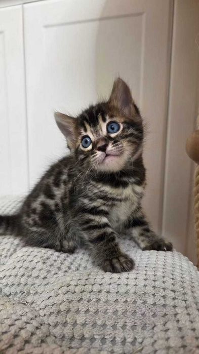 Weglowa kotka bengalska