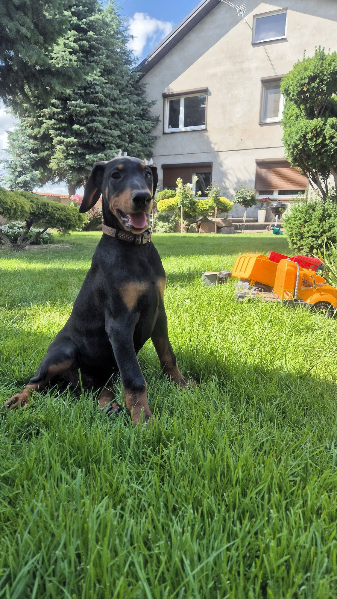 Szczenie Doberman
