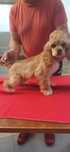 Cocker spaniel amerykański