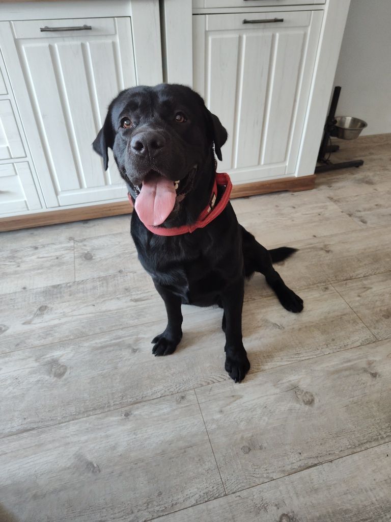 Oddam Labrador Retriever