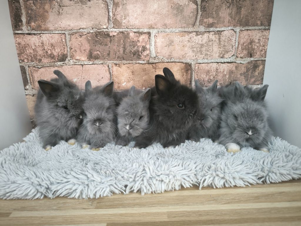 Króliczki karzełki Teddy mini króliczki metryka
