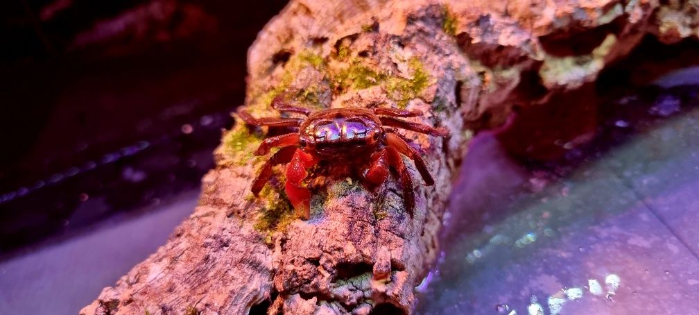 Krab mangrowy (Sesarma mederi)