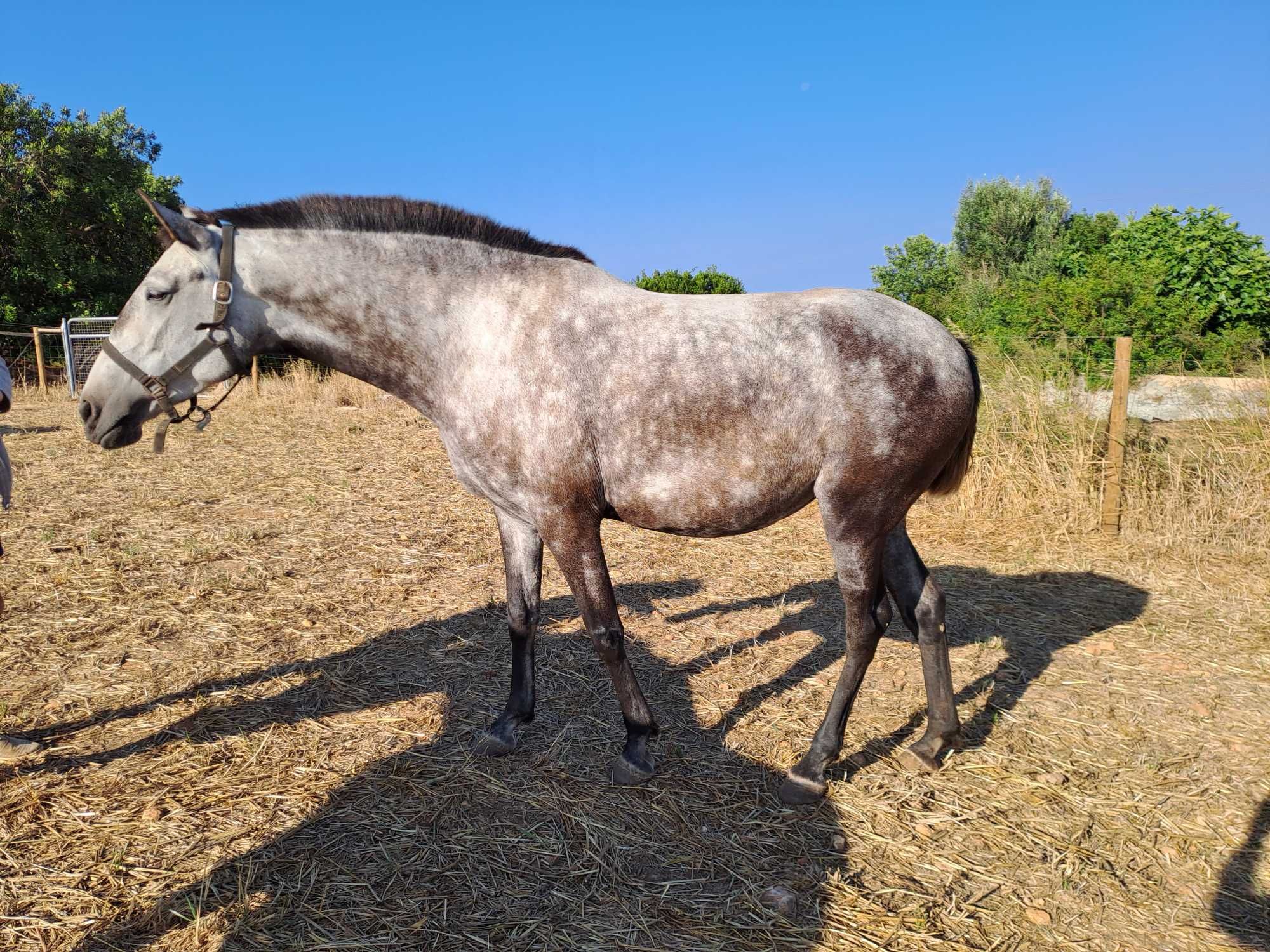 Poli. Vendo égua lusitana de 6 anos