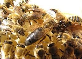 Плідні матки Карпатка