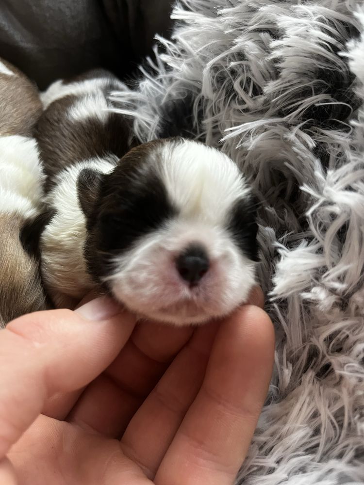 Shihtzu shih tzu niniaturowy szczeniak do rezerwacji