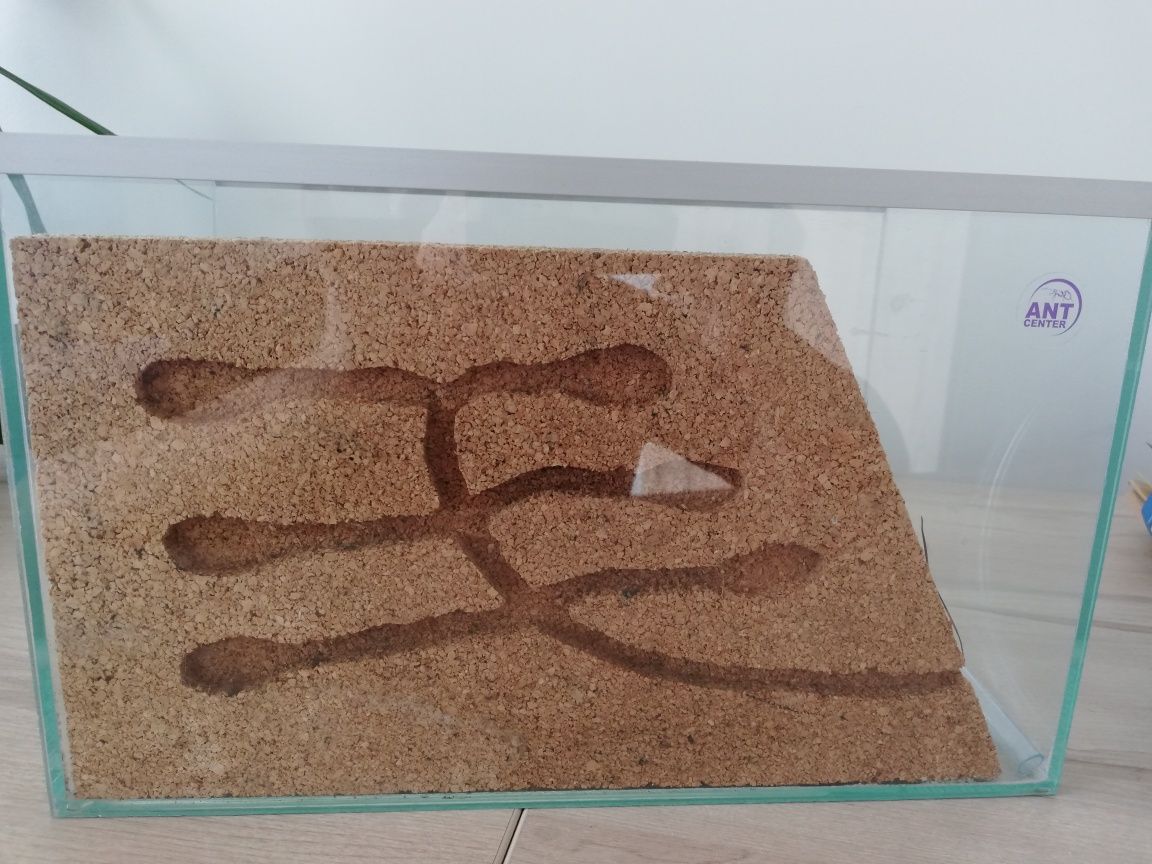 Formikarium dla mrówek