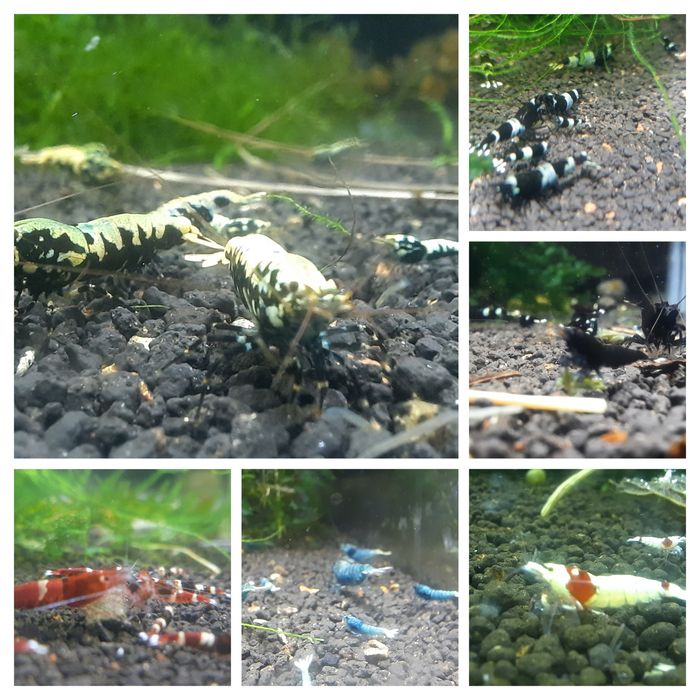 krewetki  różne galaxy PRL PBL King Kong Panda Blue Bolt Wine Red SCR