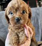 Cavapoo szczeniak