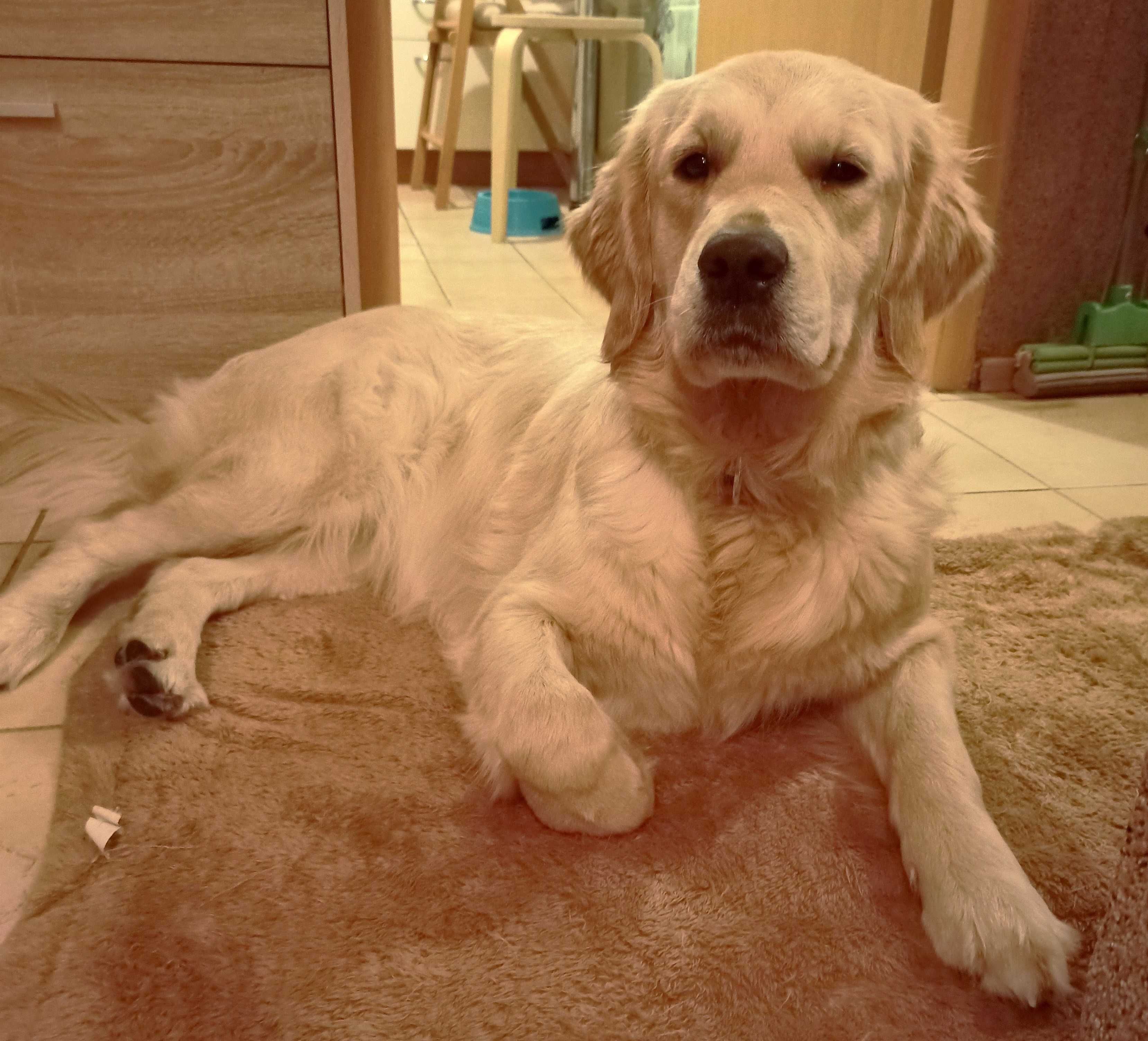 Golden retriever     FCI/   ZKwP   kremowy piękny piesek