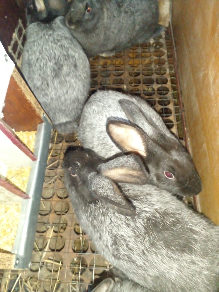 Кролики, кролі Полтавське срібло
