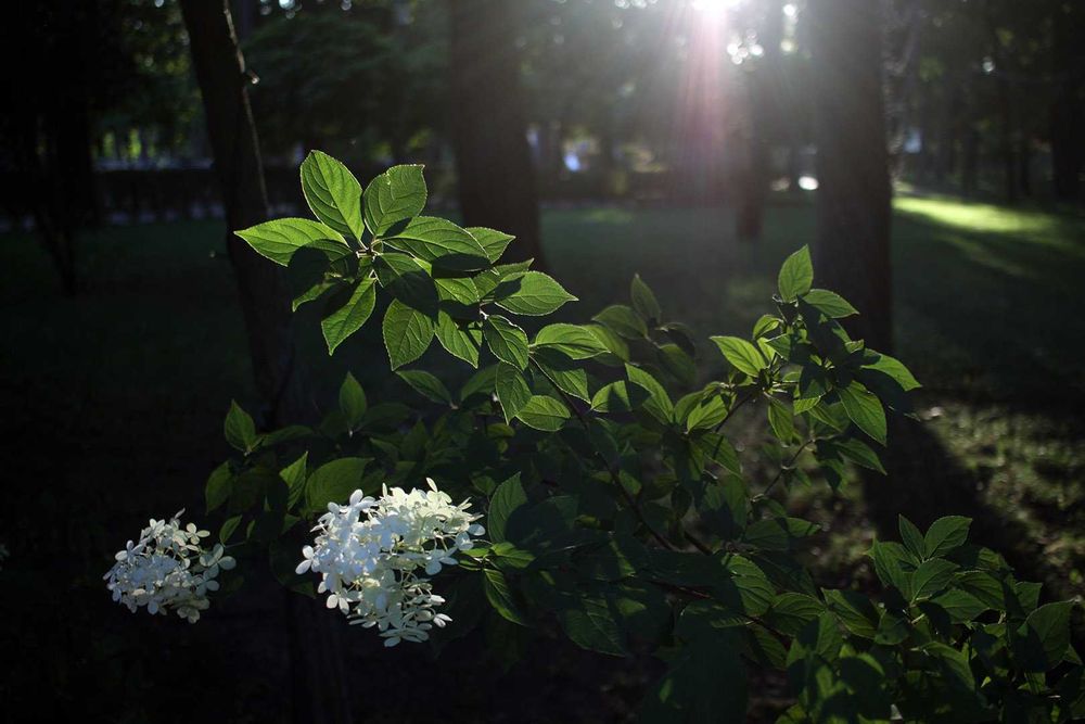 Canon EF-S 24mm 1:2.8 STM - компактний помірний ширококутник (APS-C)