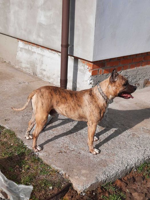 Вязка амстафф, хлопчик запрошує наречених