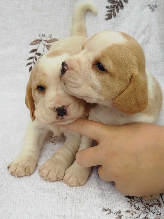 Beagle suczka bicolor tel.-5.7.5.3.0.2.0.3.9.