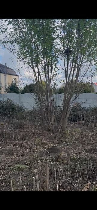 Розчистка ділянки під ключ,Розліснення,Зрізання висотних дерев