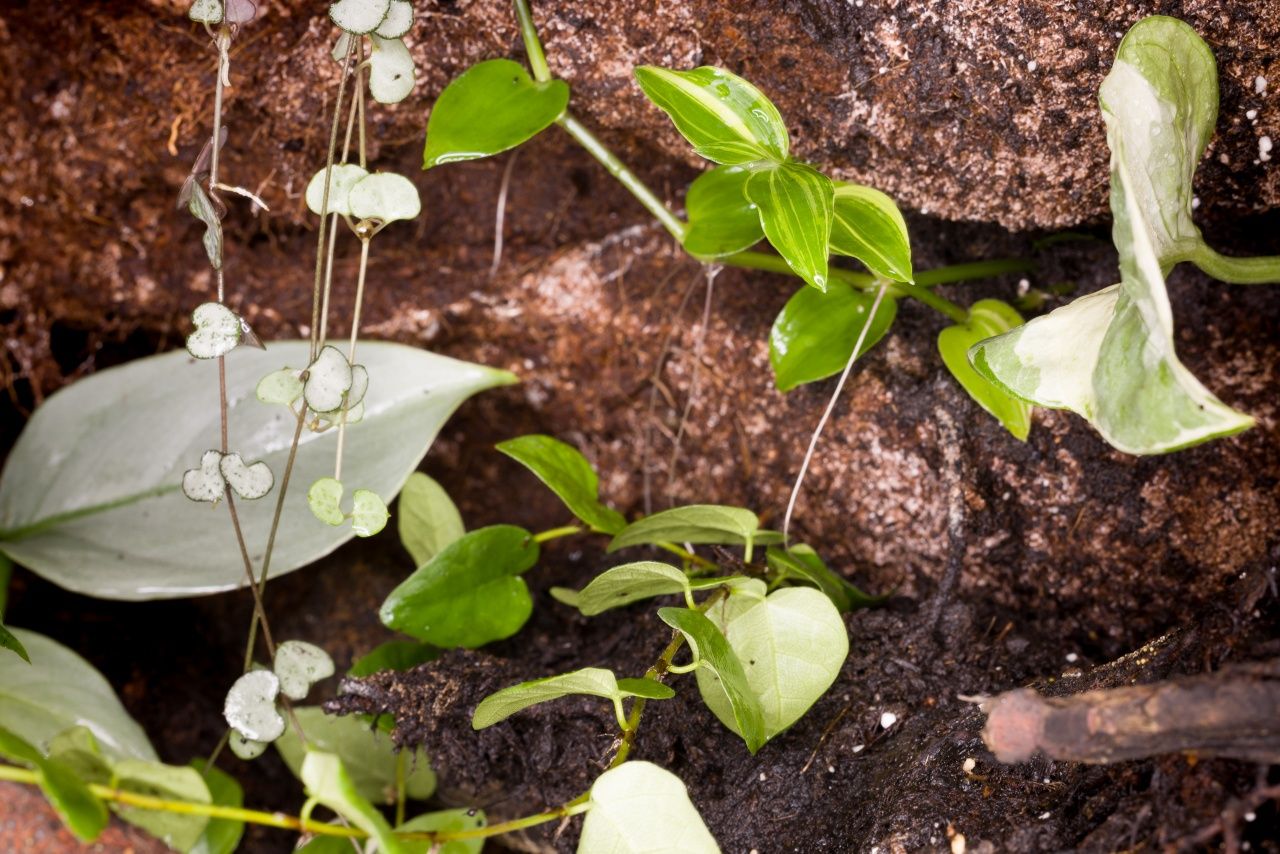 Terrarium tropikalne gekon orzesiony