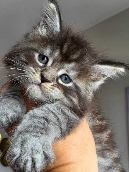 Małe kocięta Maine coon