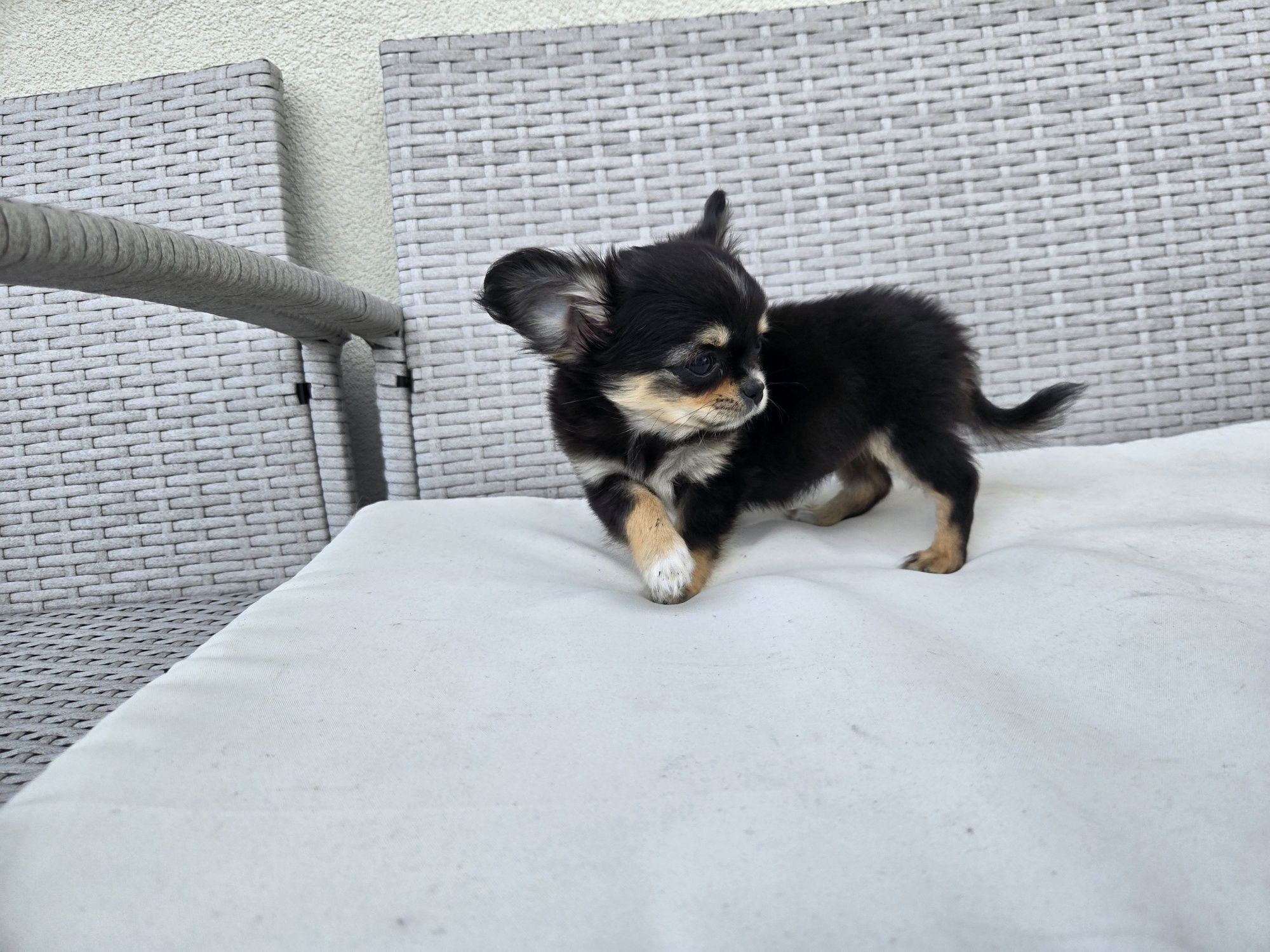 Chihuahua suczka długowłosa do rezerwacji